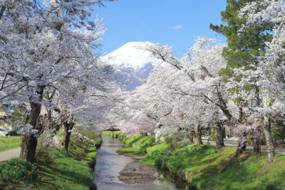 忍野の桜